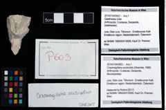 Foto (Objekt + Etikett) von Cracensigillatus acutirostris (Moericke, 1889)  (NHMW-GEO-2014-0194-0603)